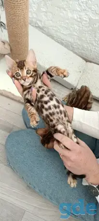 Бенгальские котята, фотография 5