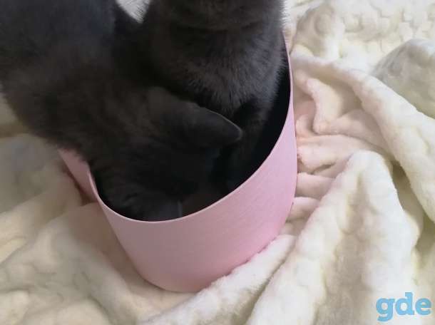Шотландские котята, фотография 4