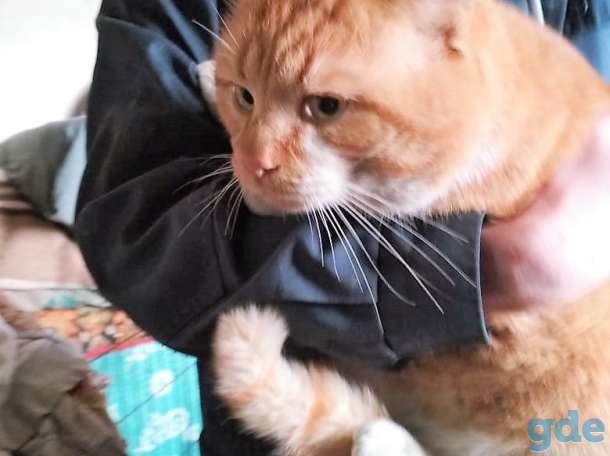 Смешной рыжий котяра, фотография 3