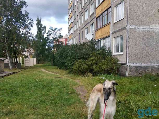 Продаются собаки Псовые Русские Борзые, фотография 7