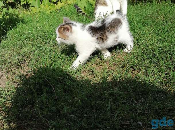Отдам котят в добрые руки, фотография 4