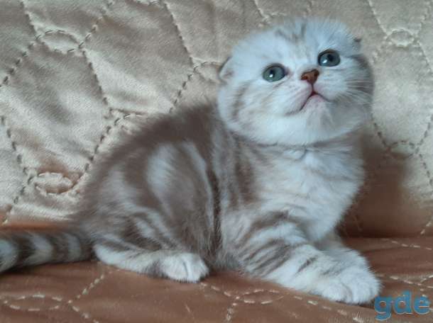 Шотландские котята, фотография 11