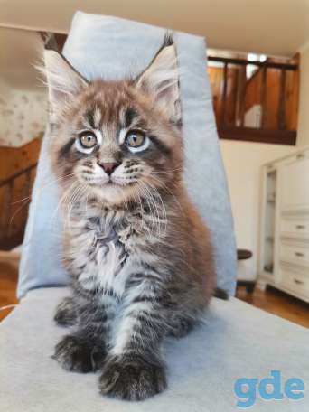 Котенок мейн-кун, фотография 3
