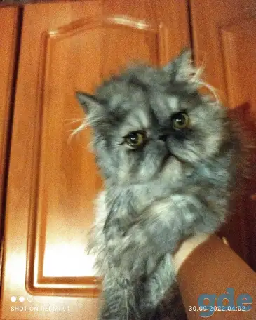 Персидские котята Экстремального типа чистокровные. Персы., фотография 15