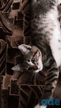 Котенок в добрые руки, фотография 2