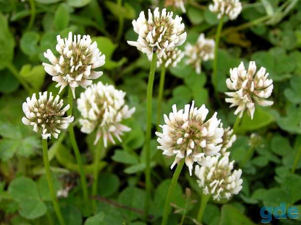 Клевер ползучий (белый) (Trifolium repens), фотография 1