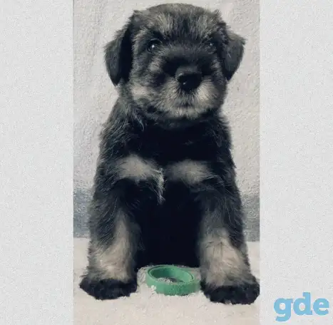 Щенки миттельшнауцера от родителей Чемпионов!, фотография 4