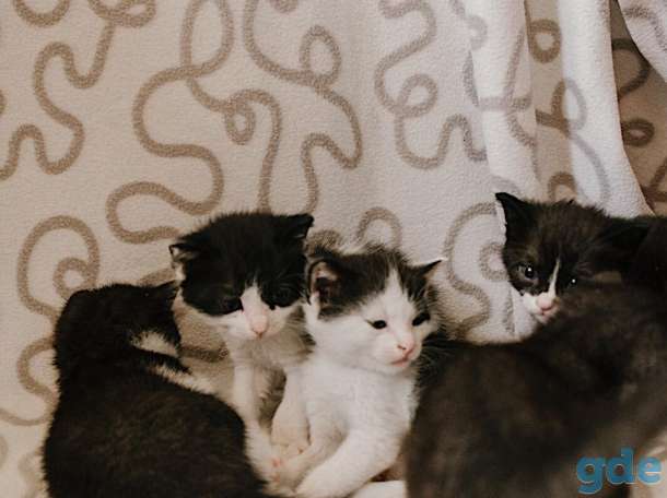 Внимание! Открыт резерв на котят. Им всего 1 месяц, фотография 8