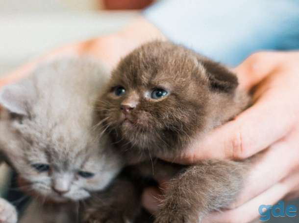 Шотландские котята, фотография 2