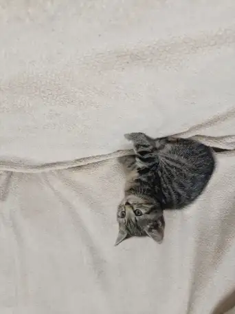 Шотландская девочка, фотография 2