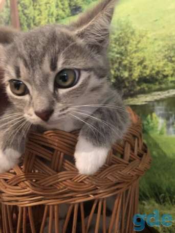 Котенок ищет дом, фотография 2