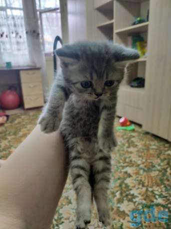Шотландские котята, фотография 4