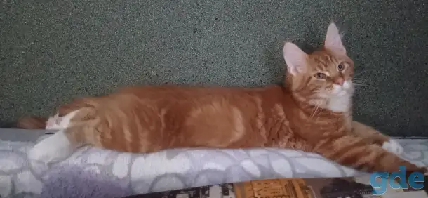 Котенок мейнкун (кот), фотография 1