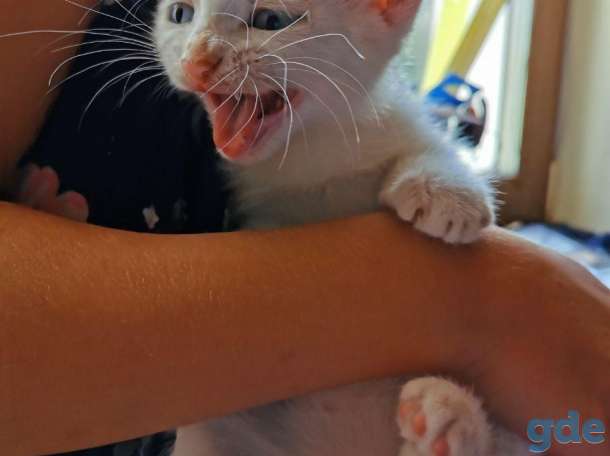 Котята, фотография 3