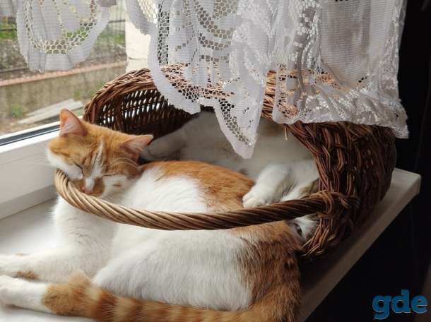 Кот Джокер. Солнечный кот, кастрирован., фотография 5