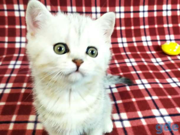 Котята, фотография 4