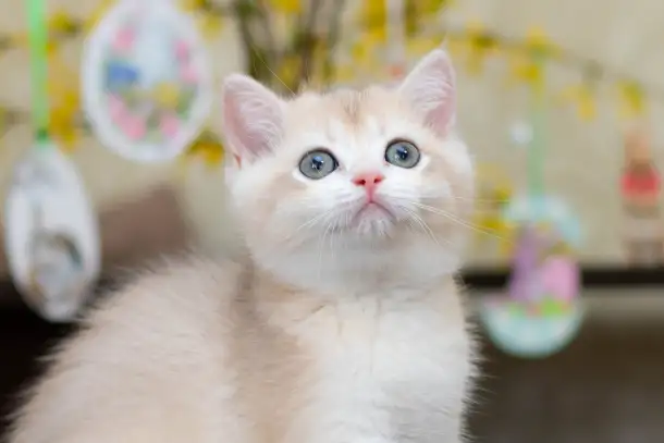 Британские котята из питомника. Мальчик Амур., фотография 7