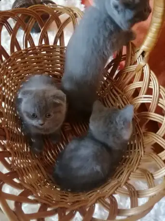 Шотландские котята, фотография 6