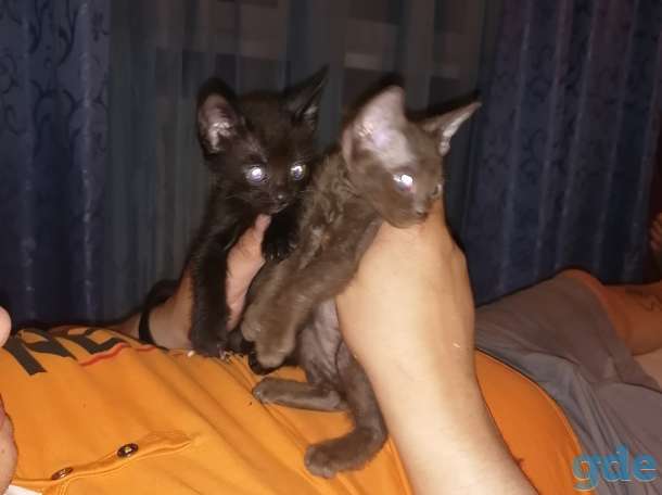 Котята донского сфинкса, фотография 4
