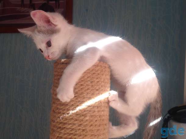 Котёнок ищет дом, фотография 6