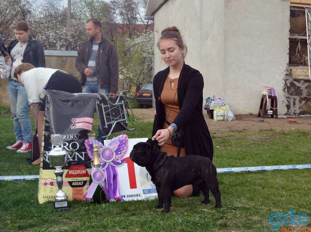 Услуги хендлера в Беларуси, фотография 3