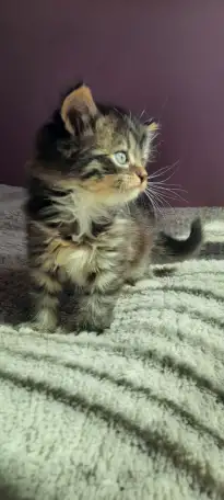 Котята ищут дом, фотография 1