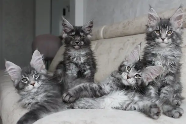 Котята мейн кун!, фотография 2