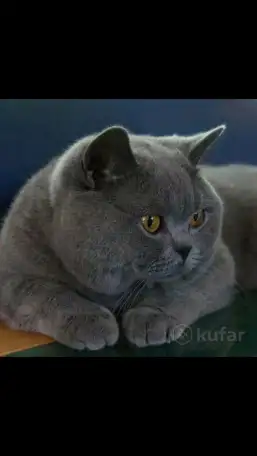 Британский короткошёрстный. Вязка., фотография 1