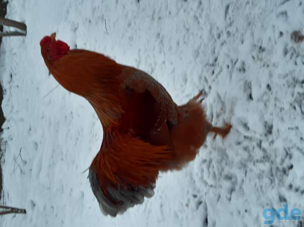 Продам петуха, фотография 2