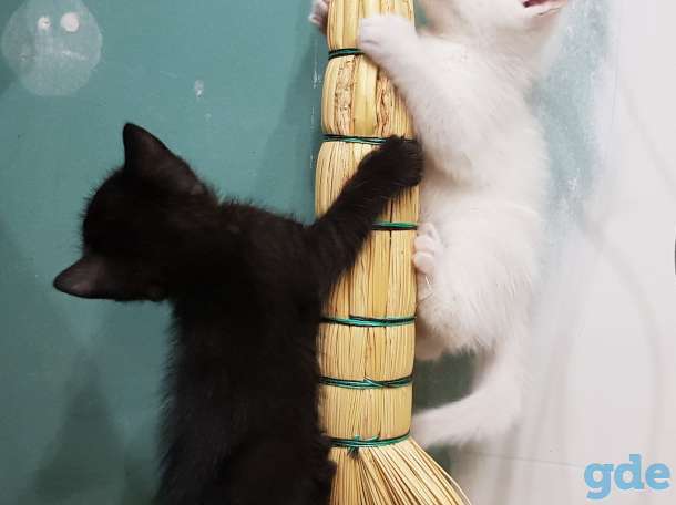 Котят в добрые руки, фотография 4