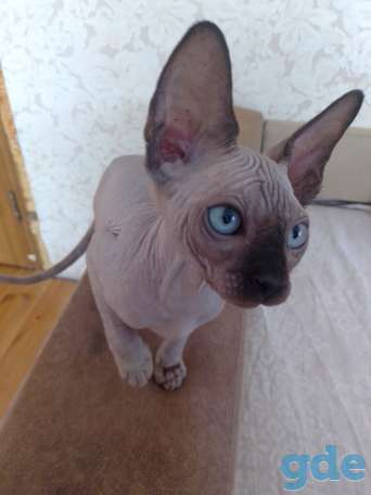 Котята канадского сфинкса, фотография 2