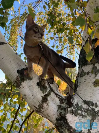 Котята, фотография 10