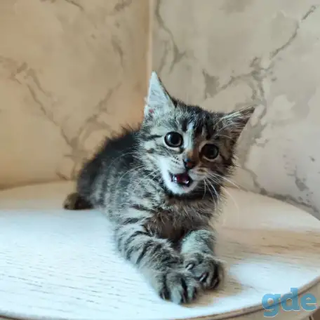 Кошечка в надёжные руки, фотография 1