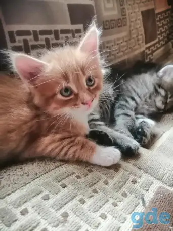 Котята в дар, фотография 8