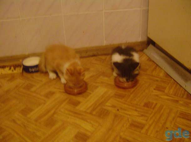 Котята в дар, фотография 2