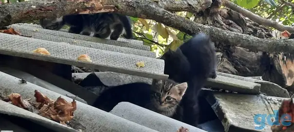 Котята нужен дом срочно помогите, фотография 4