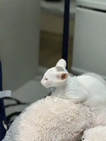 Ориентальный котенок, фотография 3
