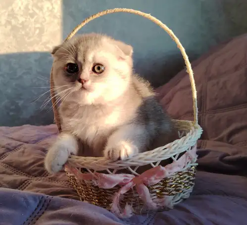 Котята страйты и фолды., фотография 4