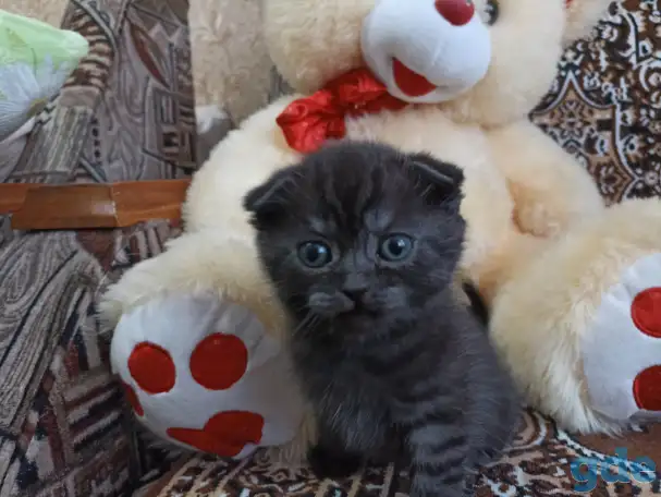 Шотландские котята, фотография 2