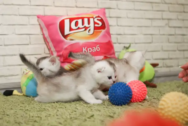 Котята шотландские, фотография 3