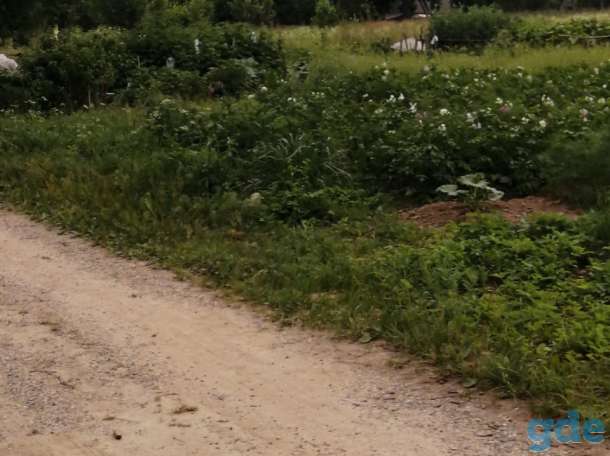 Потерялся кот в Ошмянах, район Лейлубки, в огородах. Кличка Нафаня. Домашний, чужих боится. Просьба увидевших или нашедш, фотография 5