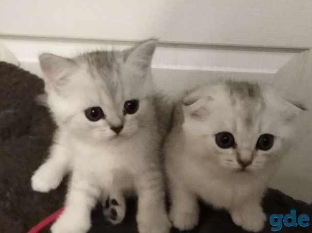 Красивые котята шотландские, фотография 3