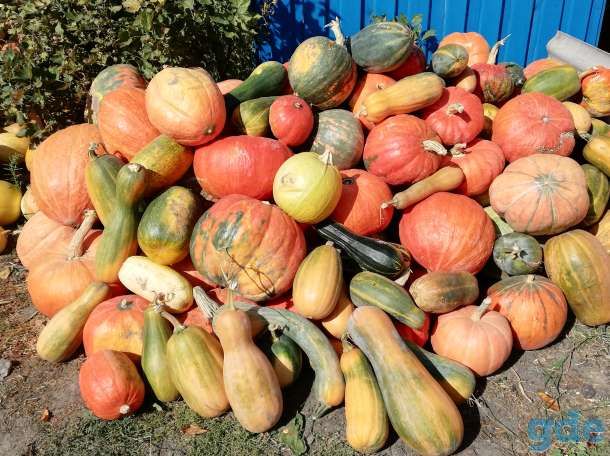 Продам тыквы и гарбузы, цена договорная., фотография 2