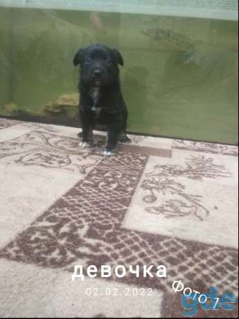 Отдам щенков, фотография 3
