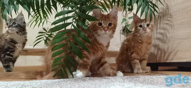Котенок мейнкун (кот), фотография 5