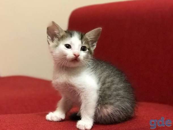 Котята в дар, фотография 3