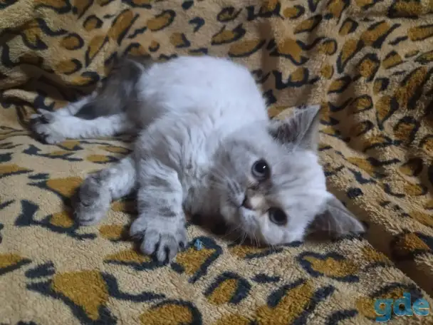 Шотландские котята, фотография 3