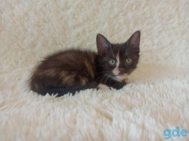 Булочка с корицей (КОТЕНОК-ДЕВОЧКА) в дар, фотография 5