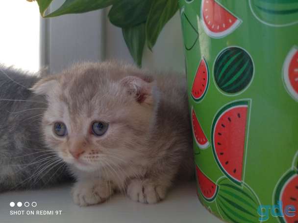 Шотландские котята, фотография 4
