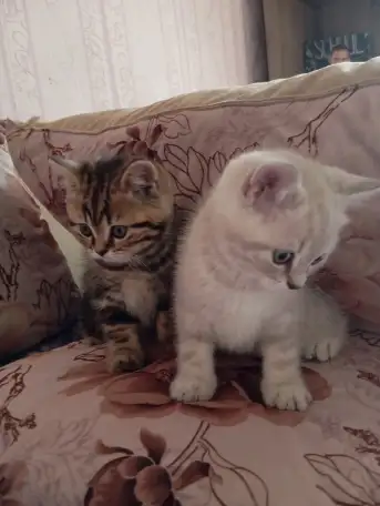 Котята, фотография 5